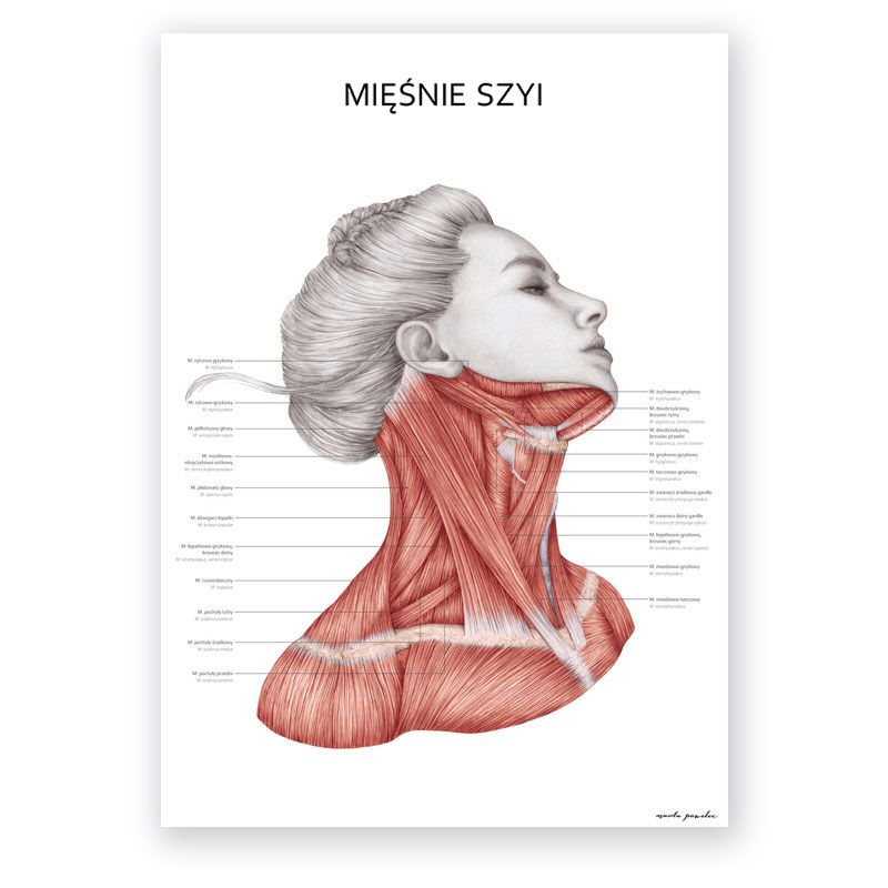 Plakat Mięśnie Szyi - obrazek 1