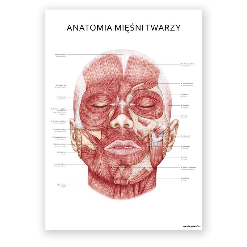 Plakat Mięśnie Twarzy - obrazek 1