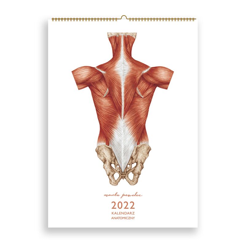 Kalendarz Anatomiczny 2022 okładka