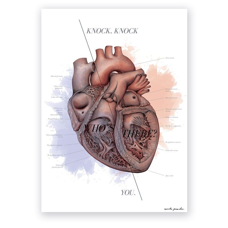 Plakat Anatomiczny - Budowa Serca - Knock&Knock