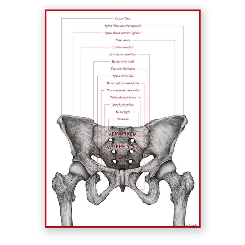 Plakat Anatomiczny - Kości Miednicy - Remember
