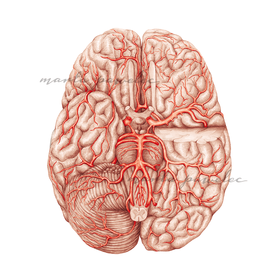 Rycina anatomiczna Unaczynienie tętnicze mózgu dostępna jako plik cyfrowy - po zakupie licencji odpowiednia do umieszczenia w podręczniku, materiałach z kursu czy konferencji medycznej