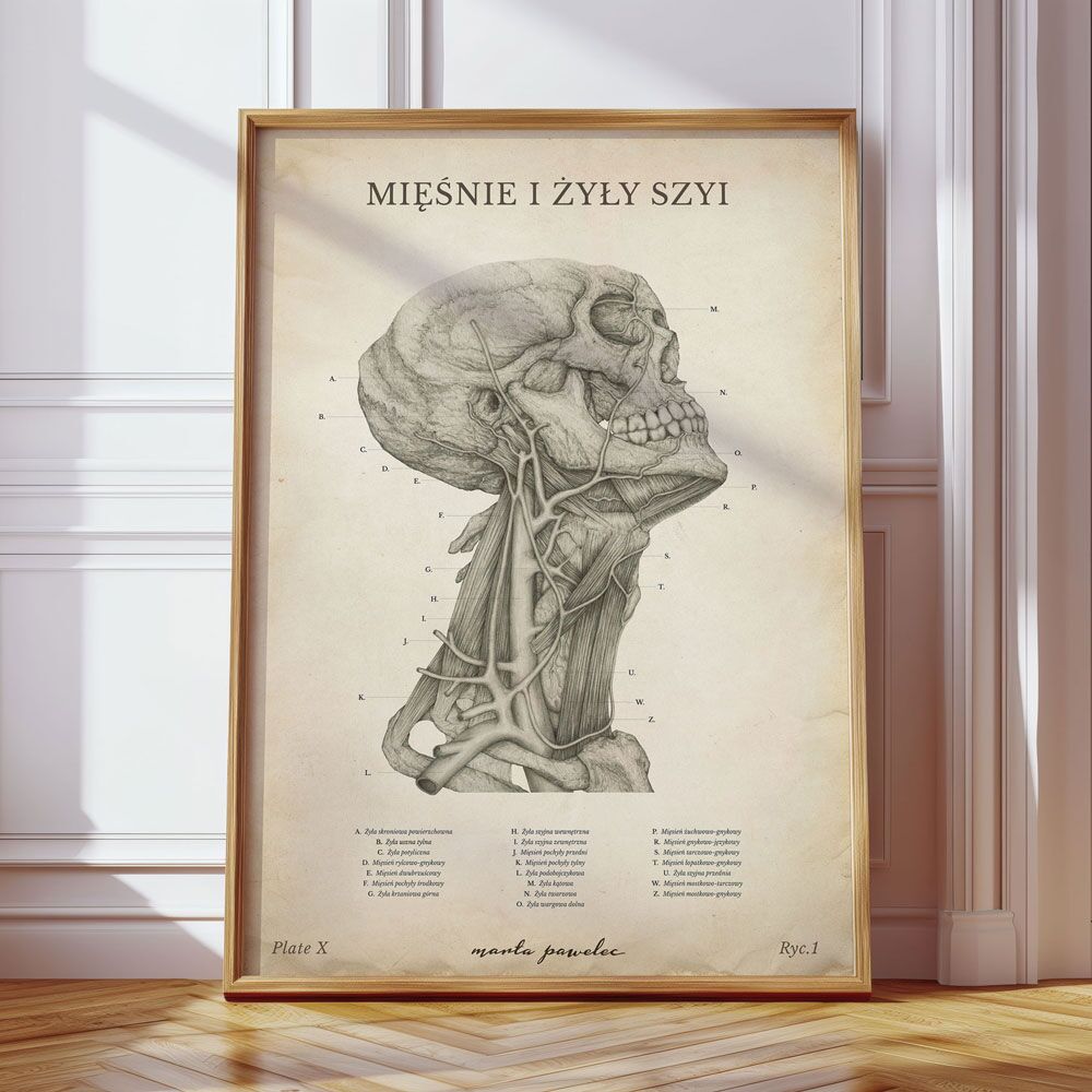 Plakat Anatomiczny - Mięśnie i Żyły Szyi Vintage