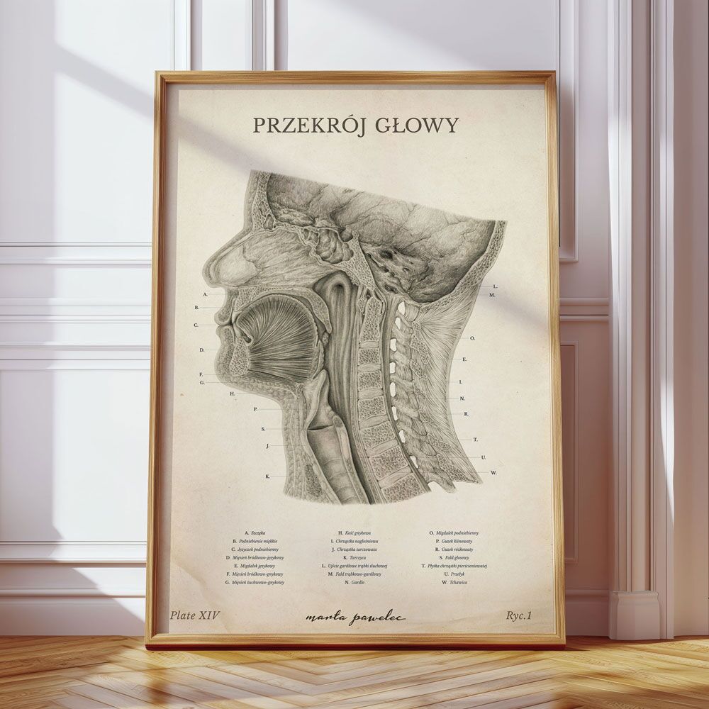 Plakat Anatomiczny - Przekrój Głowy Vintage
