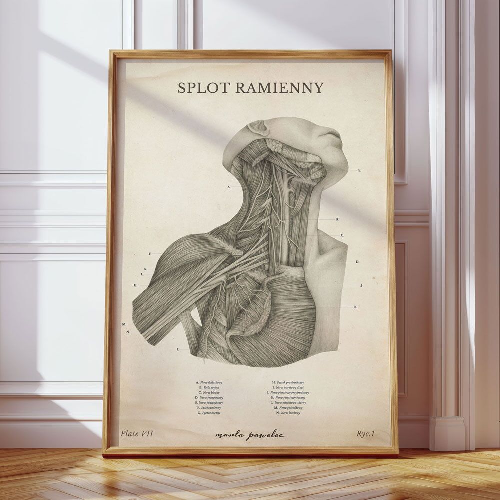 Plakat Splot Ramienny Vintage - obrazek 1