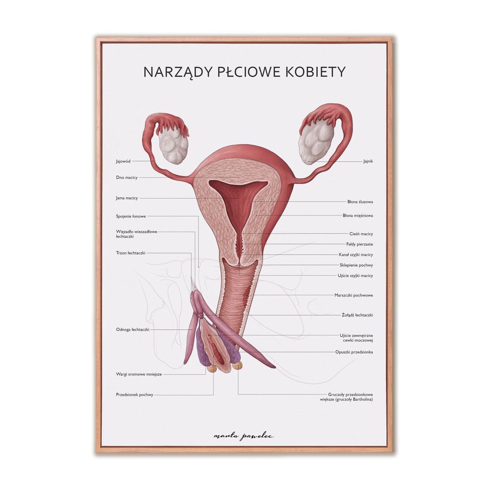 Plakat Anatomiczny Narządy Płciowe Kobiety