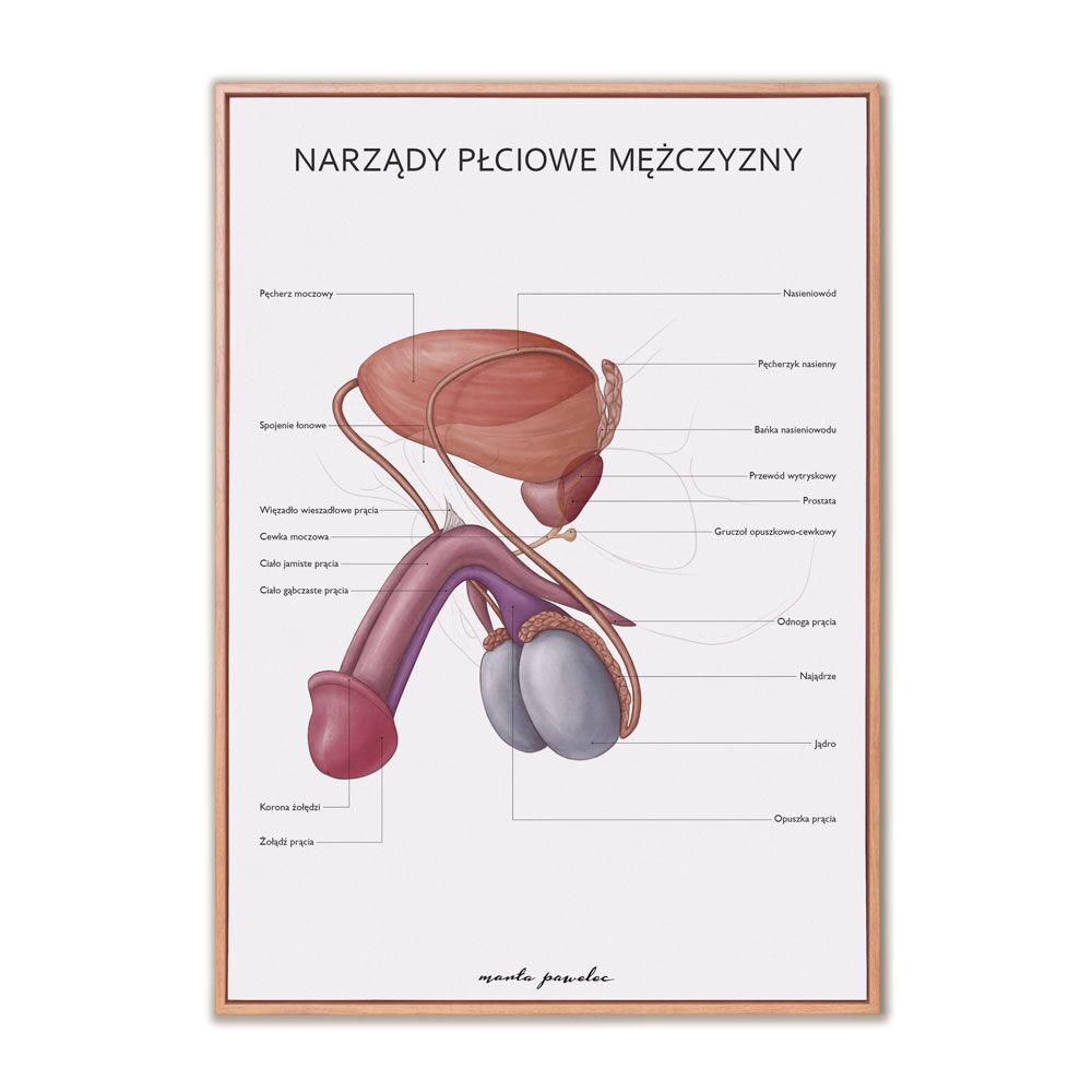 Plakat Anatomiczny Narządy Płciowe Mężczyzny