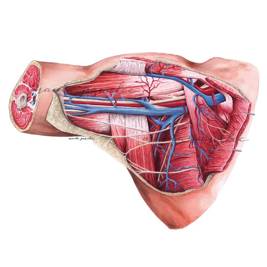 Rycina medyczna - Jama pachowa