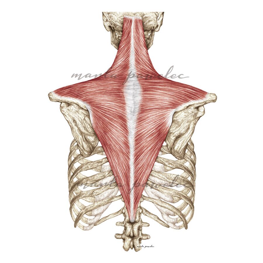 Rycina anatomiczna - Mięsień czworoboczny