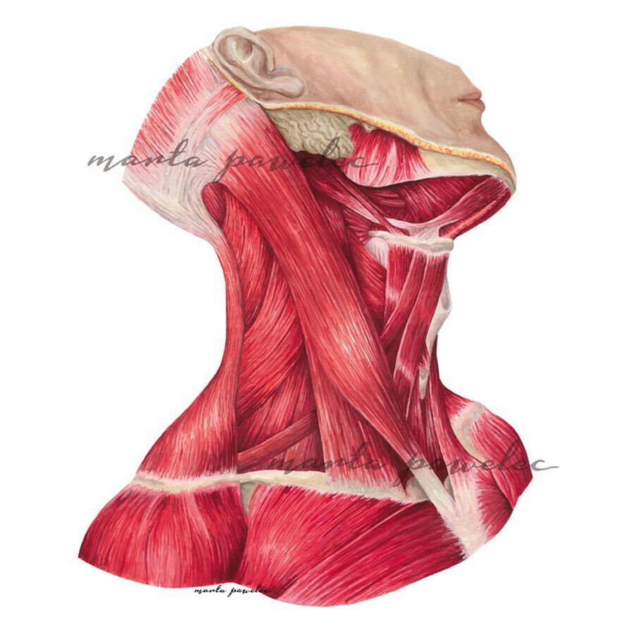 Rycina Medyczna Mięśnie okolicy szyi