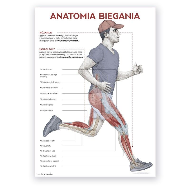 Plakat Anatomiczny - Anatomia Biegania