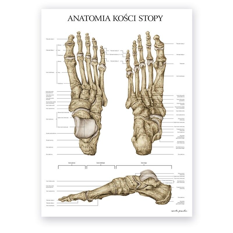 Plakat Anatomiczny - Anatomia Kości Stopy