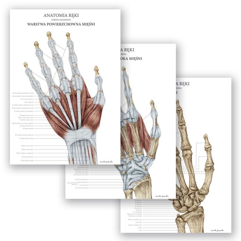 Plakay Anatomiczne - Anatomia Ręki Komplet