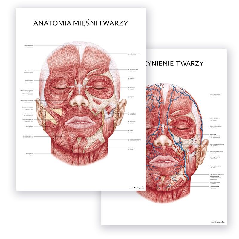 Plakaty Anatomia Twarzy - Komplet - obrazek 1