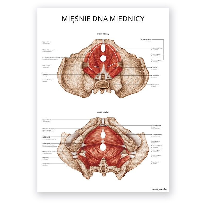 Plakat Anatomiczny - Mięśnie Dna Miednicy