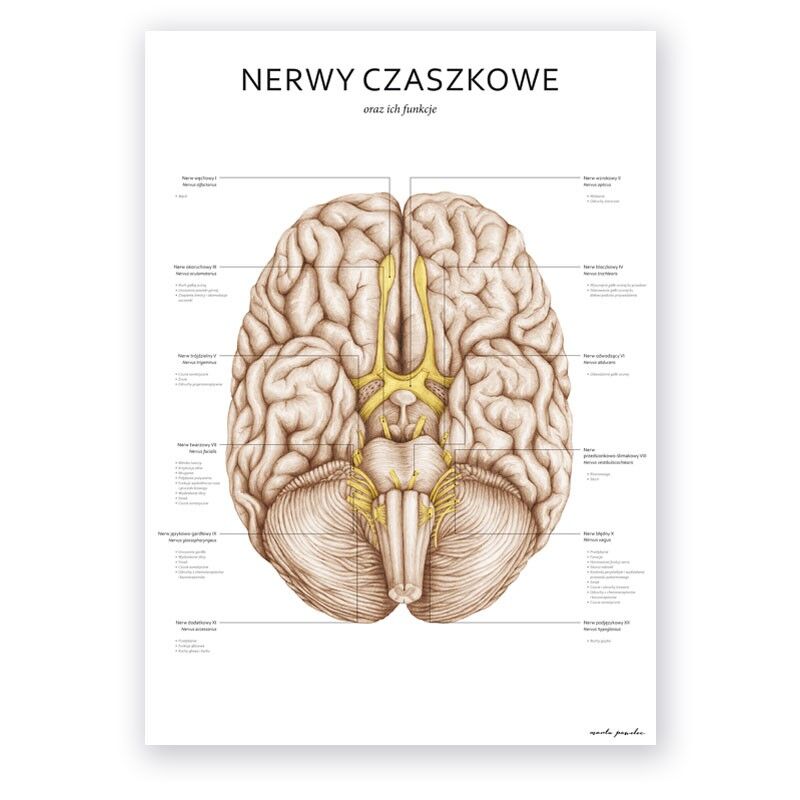 Nerwy Czaszkowe Plakat Anatomiczny - Nerwy Czaszkowe