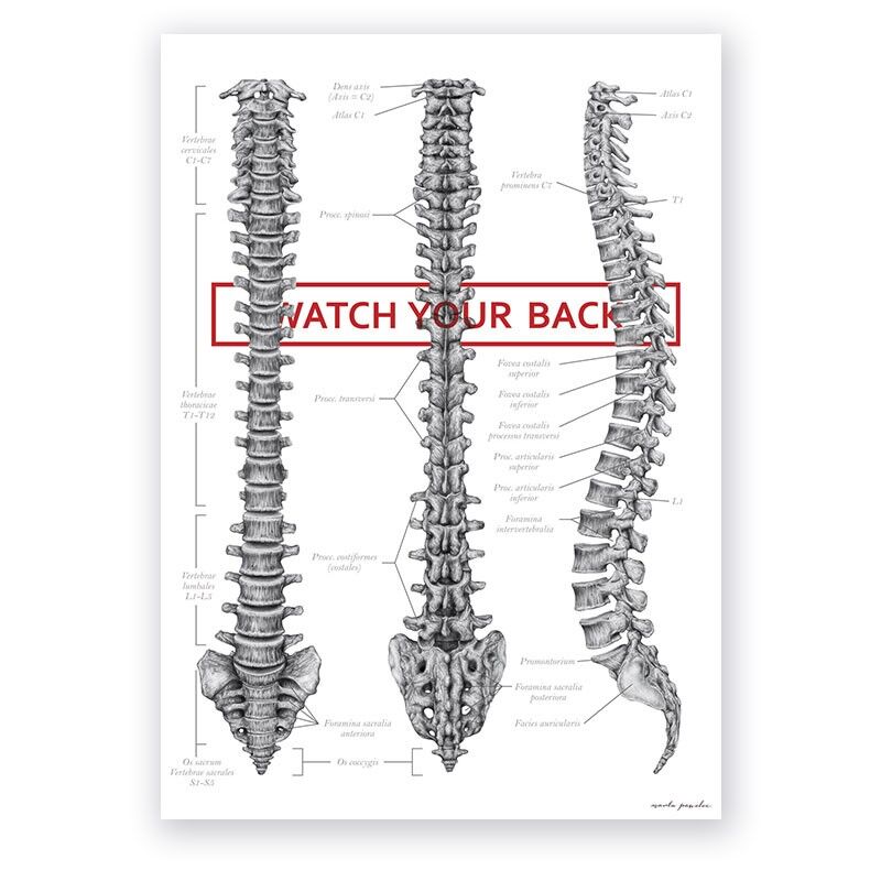 Plakat Anatomiczny - Budowa Kręgosłupa - "Watch Your Back"
