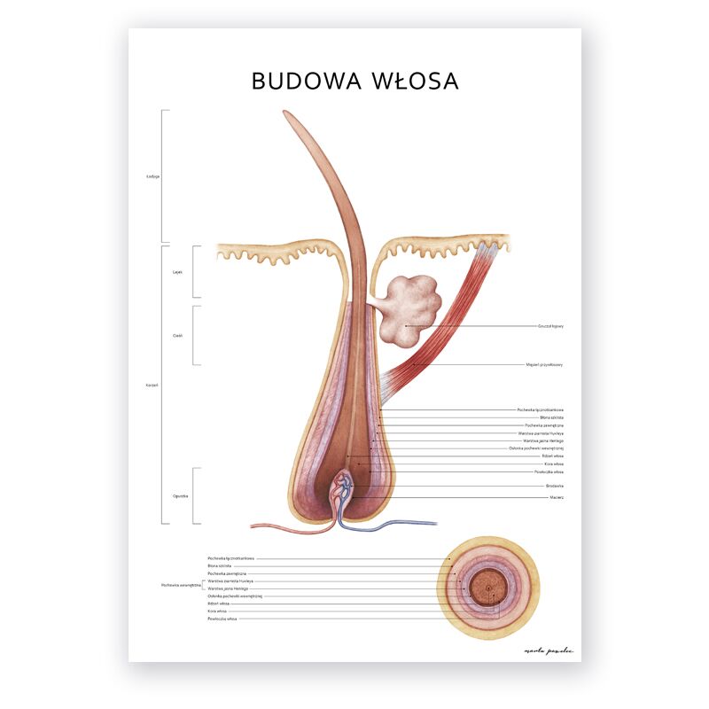 Plakat Anatomiczny - Budowa Włosa