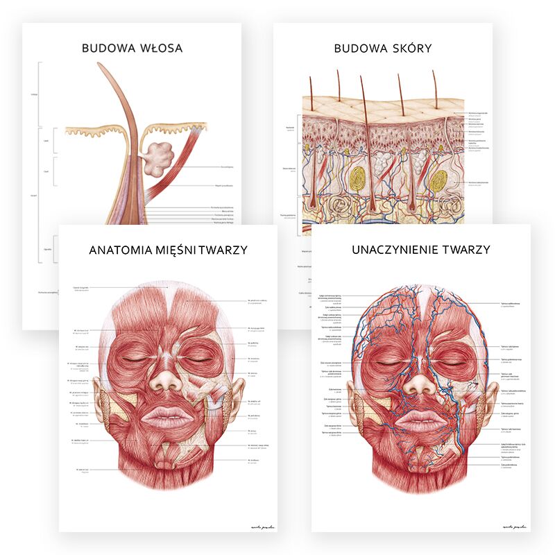 Plakaty Anatomiczne - Anatomia Piękna Komplet