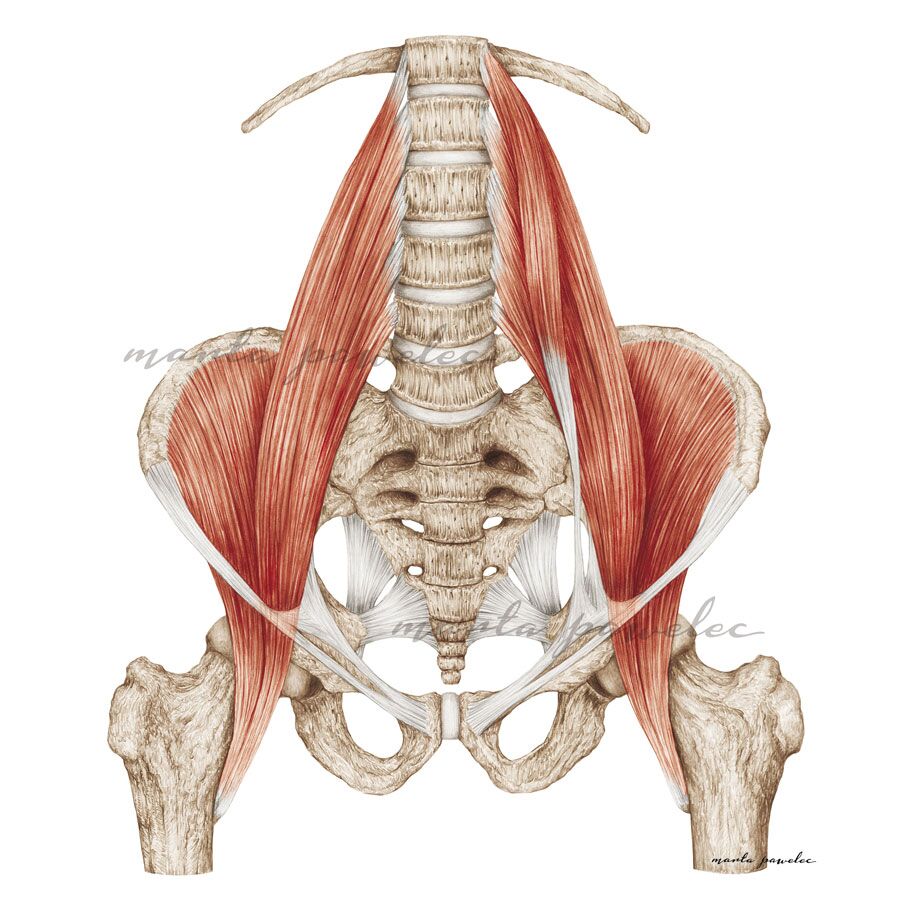 Rycina medyczna - Mięsień biodrowo-lędźwiowy