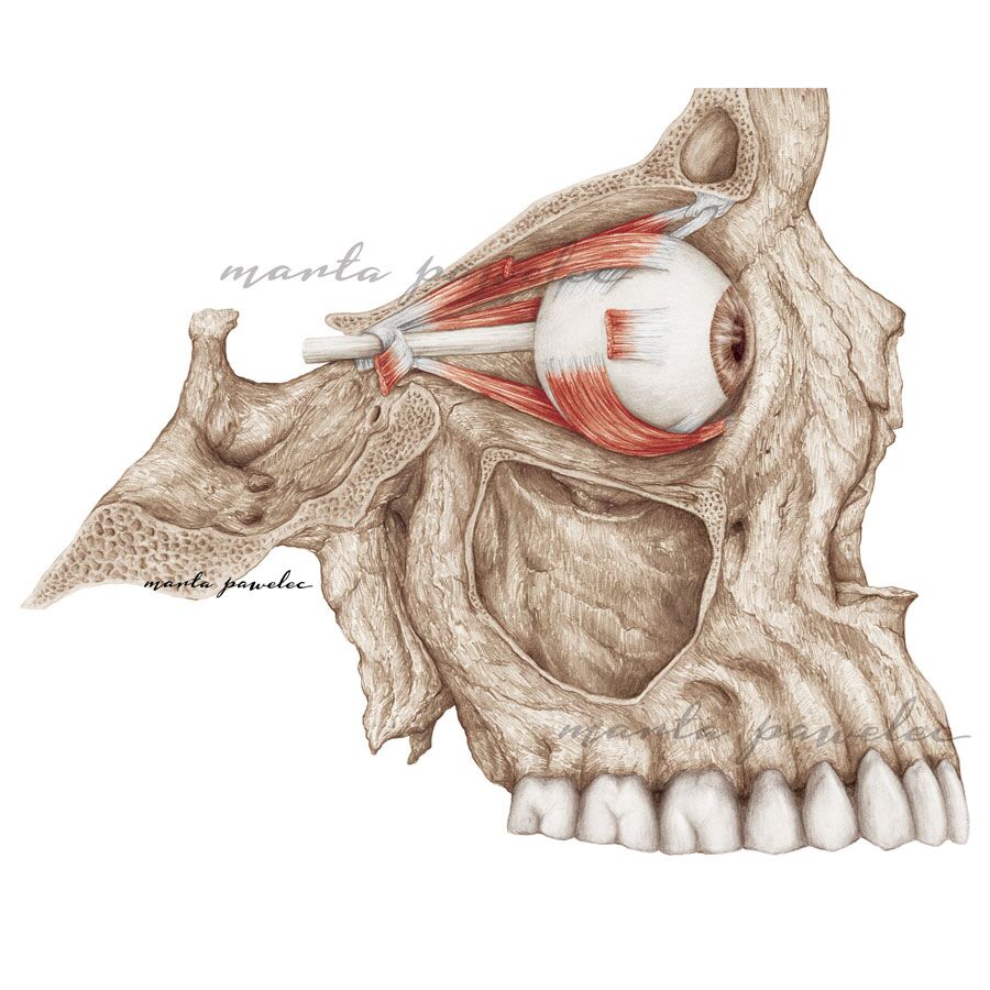 Rycina anatomiczna - Mięśnie gałki ocznej