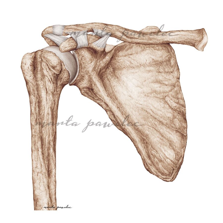 Rycina anatomiczna - Staw barkowo-obojczykowy