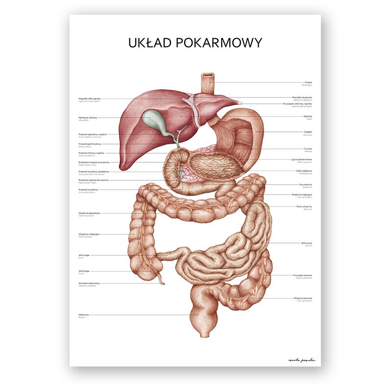 Plakat Anatomiczny - Układ Pokarmowy
