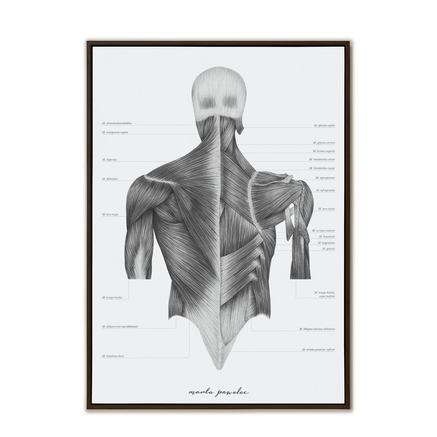 Plakat Anatomiczny - Mięśnie Grzbietu A3
