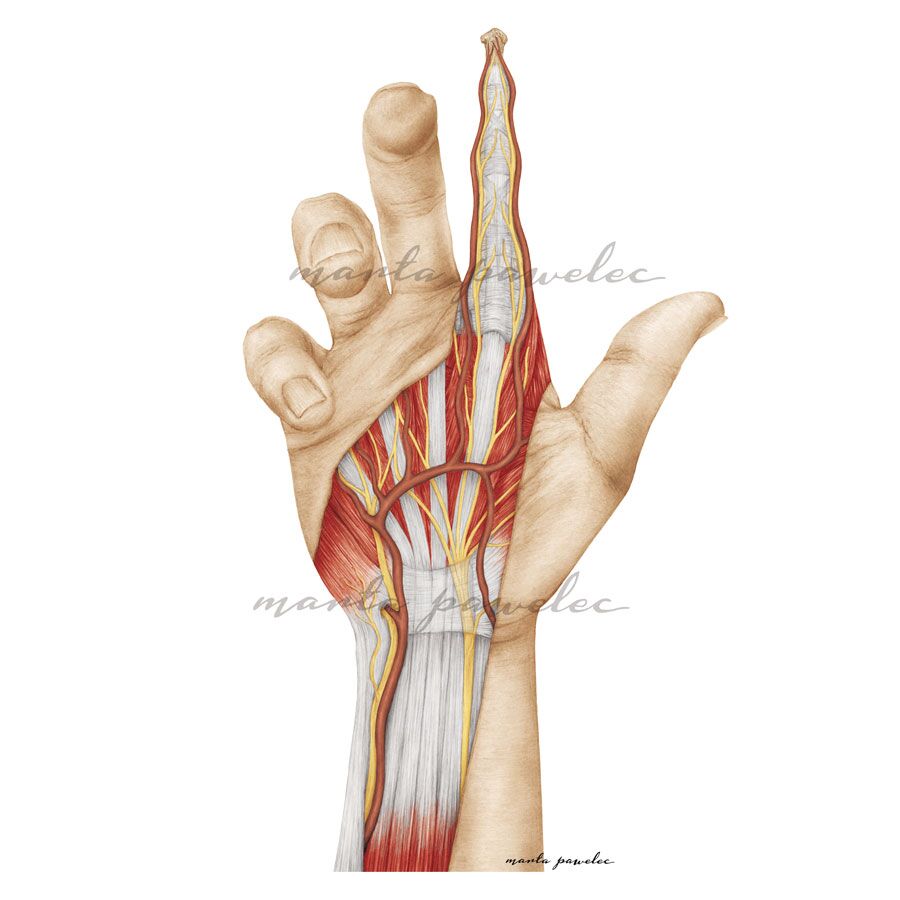 Rycina anatomiczna - Unerwienie i unaczynienie żylne ręki człowieka
