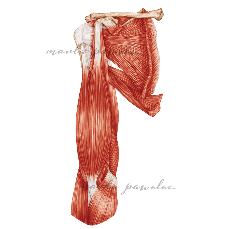 Rycina medyczna Mięśnie obręczy kończyny górnej i ramienia widok od przodu, do publikacji, kursów, artykułów medycznych