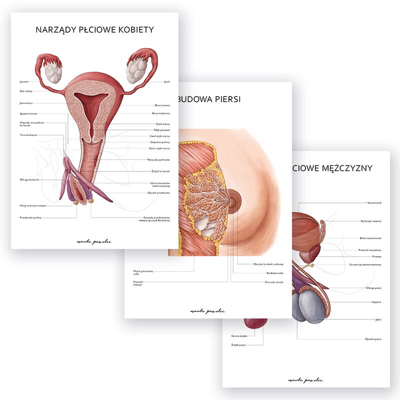 Plakaty Anatomia Płci