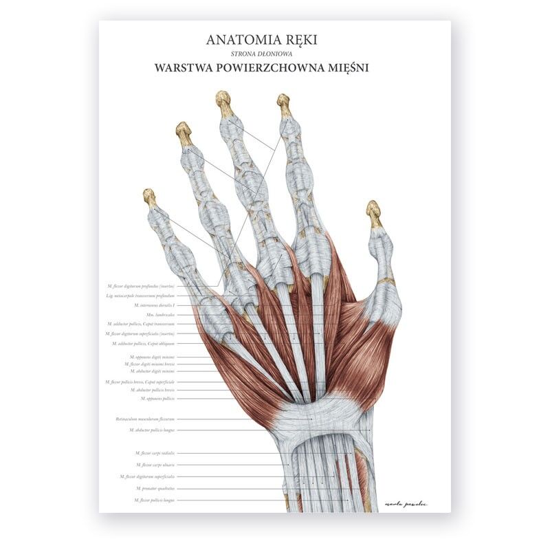Plakat Anatomiczny - Anatomia Reki Warstwa Powierzchowna