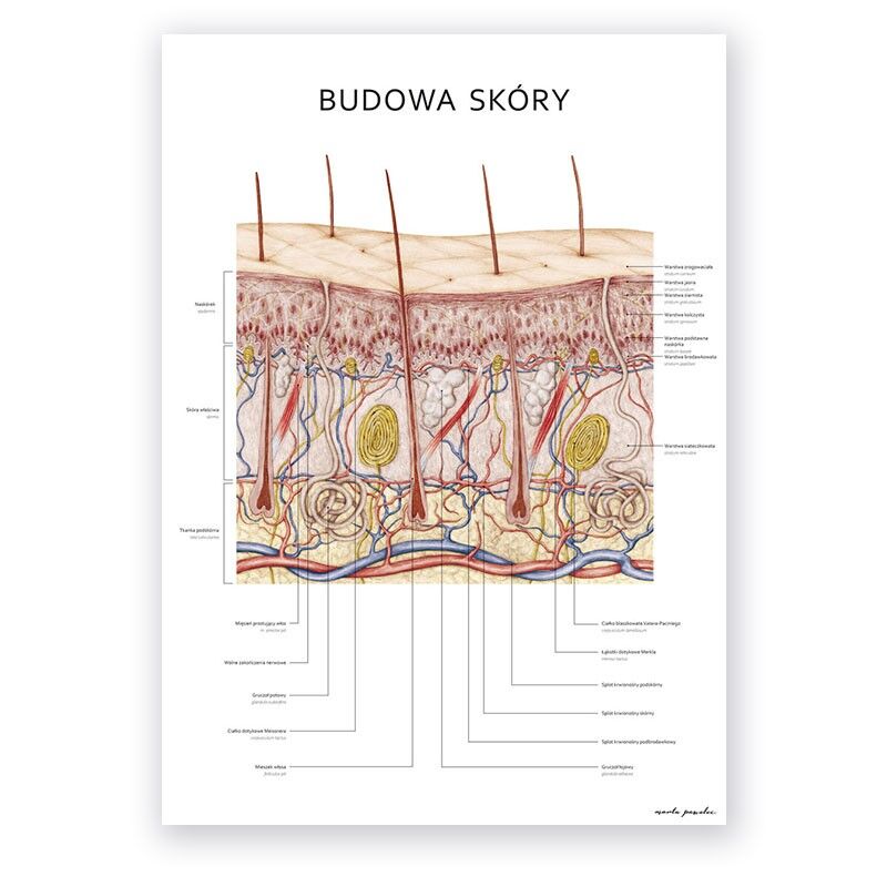 Plakat Budowa Skóry - obrazek 1