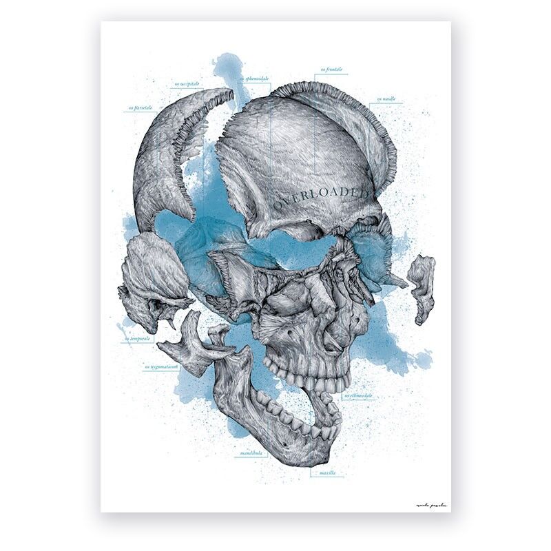 Plakat Anatomiczny - Overloaded - Kości Czaszki
