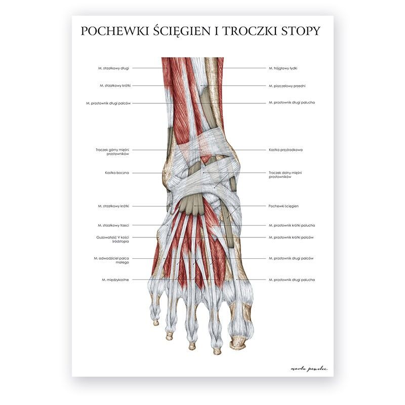 Plakat Anatomiczny - Anatomia Stopy Troczki i Pochewki