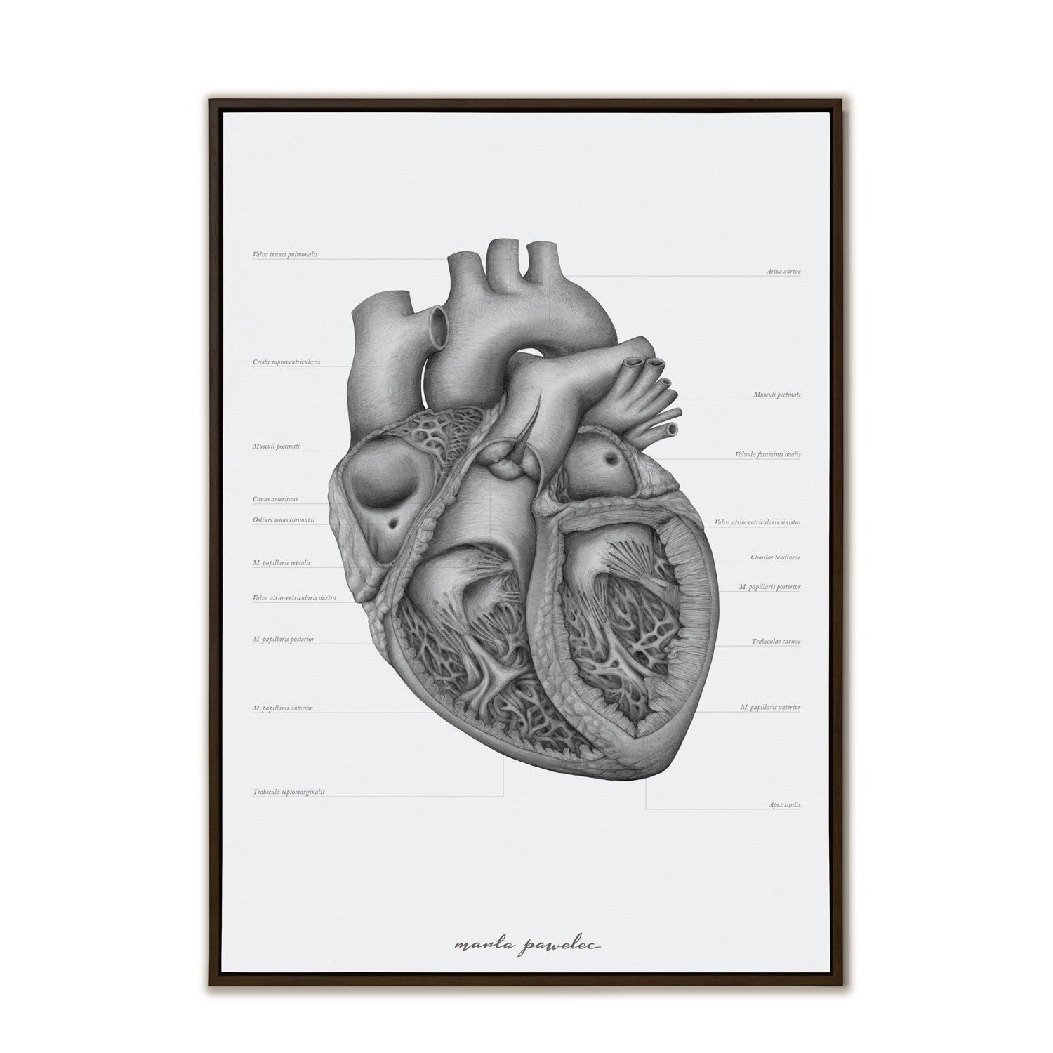 Plakat Anatomiczny - Budowa Serca A3