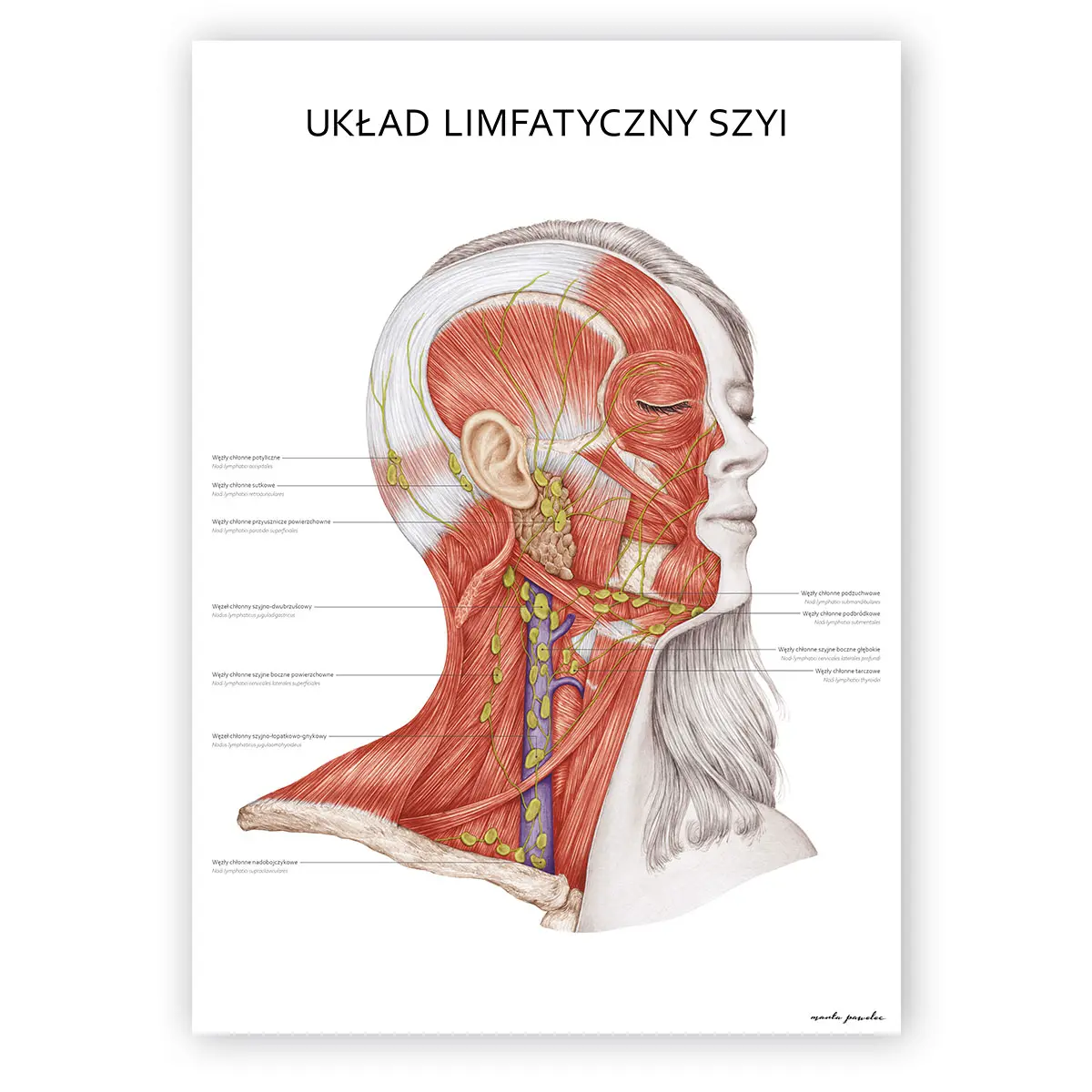 Plakat Anatomiczny - Układ Limfatyczny Szyi