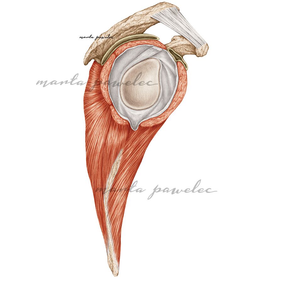 Panewka stawu ramiennego - rycina anatomiczna